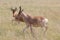 Hartebeests in Serengeti National Park, Tanzania