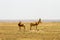 Hartebeests in Serengeti National Park, Tanzanian