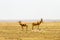 Hartebeests in Serengeti National Park, Tanzanian