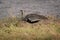 Hartlaub Bustard - Lissotis hartlaubii african bird in the family Otididae, found in open grassland with grass in Ethiopia, Kenya