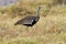 Hartlaub Bustard - Lissotis hartlaubii african bird in the family Otididae, found in open grassland with grass in Ethiopia, Kenya