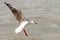 Hartlaub Gull in flight