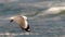 Hartlaub Gull in flight