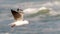 Hartlaub Gull in flight