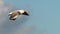 Hartlaub Gull in flight