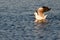 Hartlaub\'s gull