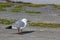 Hartlaub`s Gull Seagull In Coastal Wind Larus hartlaubii