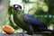 Hartlaub\'s Turaco