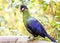 Hartlaub`s Turaco