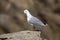 Hartlaubs Meeuw, Hartlaub\'s Gull, Chroicocephalus hartlaubii