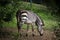 Hartmann\'s mountain zebra (Equus zebra hartmannae).