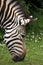 Hartmann\'s mountain zebra (Equus zebra hartmannae).
