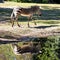 Hartmann`s Mountain Zebra, Equus zebra hartmannae. An endangered zebra