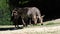 Hartmann`s Mountain Zebra, Equus zebra hartmannae. An endangered zebra