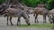 Hartmann`s Mountain Zebra, Equus zebra hartmannae. An endangered zebra