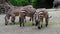 Hartmann`s Mountain Zebra, Equus zebra hartmannae. An endangered zebra