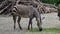 Hartmann`s Mountain Zebra, Equus zebra hartmannae. An endangered zebra