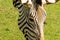 Hartmann\'s mountain zebra (Equus zebra hartmannae) a single adult