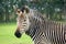 Hartmann\'s Mountain Zebra Portrait