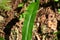 Harts-tongue fern (Asplenium scolopendrium)