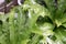 Harts-tongue fern Asplenium scolopendrium, close-up leave cultivar