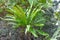 Harts-tongue fern Asplenium scolopendrium, growing on the forest floor