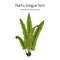 Harts-tongue fern Asplenium scolopendrium , ornamental and medicinal plant