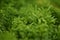 Harts tongue thyme moss, fresh green leaves nature background