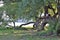 Harvard Co-ed Student Relaxes in a Tree by the Charles