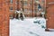 Harvard Yard in the Winter