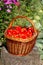 Harves tomatoes in the basket. Summer garden