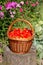 Harves tomatoes in the basket. Summer garden