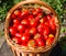 Harves tomatoes in the basket. Summer garden