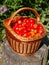 Harves tomatoes in the basket. Summer garden