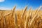 Harvest Abundance: Rich Wheat Field Reflecting Rural Wealth and Prosperity