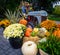 Harvest and autumn display