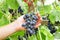 Harvest of black grapes, the hand of the farmer