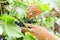 Harvest of black grapes, the hand of the farmer. harvests, in autumn, grapes for making wine