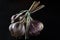 Harvest. A bunch of garlic lies on a black background close-up