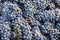 Harvest Bunch Pinot Noir Grapes