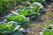 The harvest of cabbage in garden