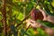 Harvest of cacao pods