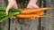 Harvest carrot theme. In the hands of a child freshly picked fresh carrots with tops on a vintage wooden background. The most usef
