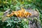 Harvest of Chanterelles-Cantharellus cibarius