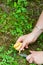 Harvest of Chanterelles-Cantharellus cibarius