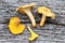 Harvest of Chanterelles-Cantharellus cibarius