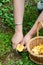 Harvest of Chanterelles-Cantharellus cibarius