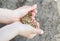 Harvest, close up of child`s hands holding wheat grains