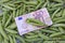 Harvest concept- euro money banknot on ripe pea pods