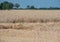 Harvest Cornfield in Germnay